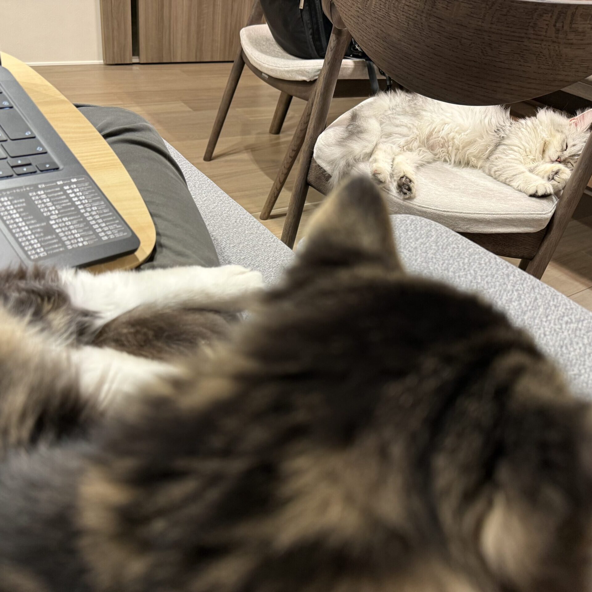 でぃー@薬剤師FPのアバター